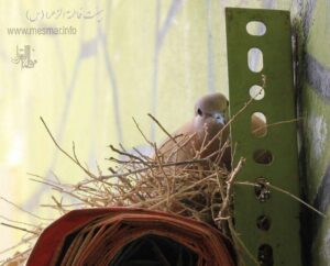 تصاویری ناب